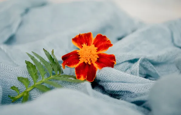 Leaves, flowers, blanket