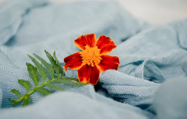 Flower, sheet, blanket