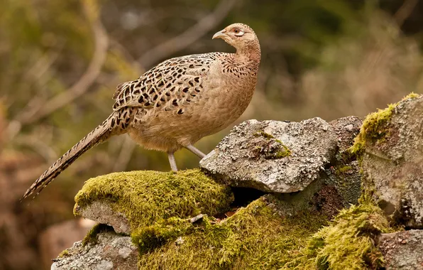 Stones, bird, moss, pheasant