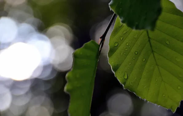 Leaves, macro, nature