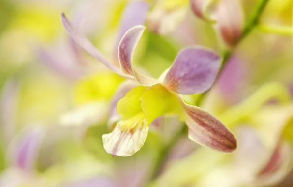 Flower, petals, Orchid