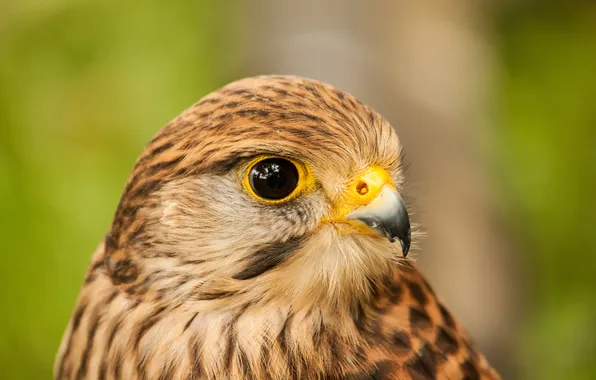 Look, bird, portrait, profile, Kestrel