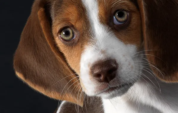 Each, puppy, Beagle
