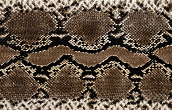 Picture snakes, leather, colors, texture
