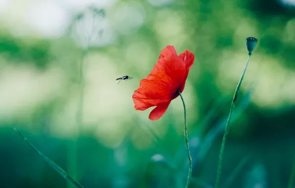 Picture flowers, red, green, bee, background, Mac, insect