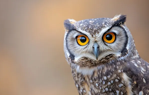 Look, nature, owl, bird, beige background, AI art, neural network