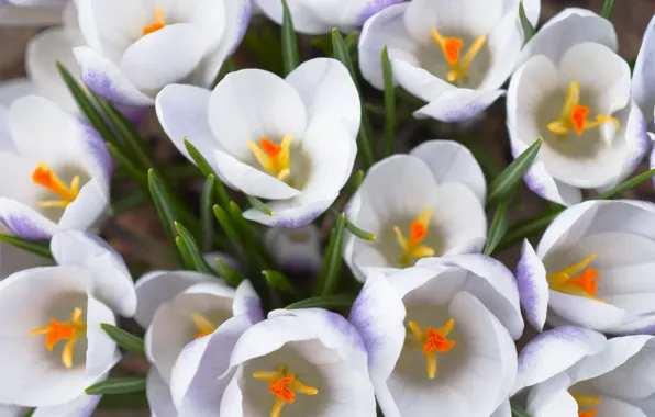 White, macro, flowers, bouquet, spring, primrose, Crocuses