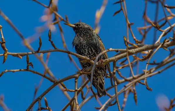 Birds, nature, Starling