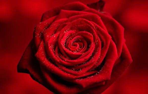 Picture drops, macro, flowers, red, roses, petals, red background