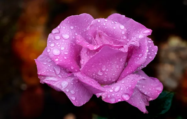 Flower, drops, macro, Rosa, the dark background, pink, rose, lilac