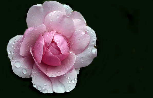 Picture rose, water drops, the dark background