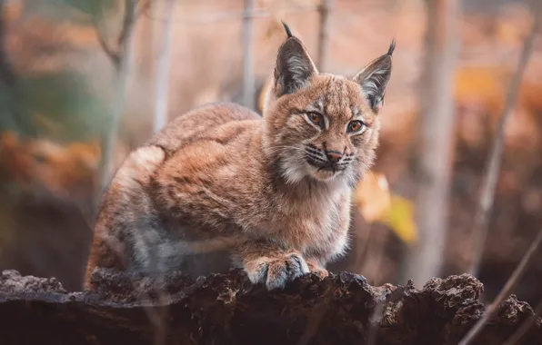 Autumn, look, face, branches, nature, pose, bark, lynx