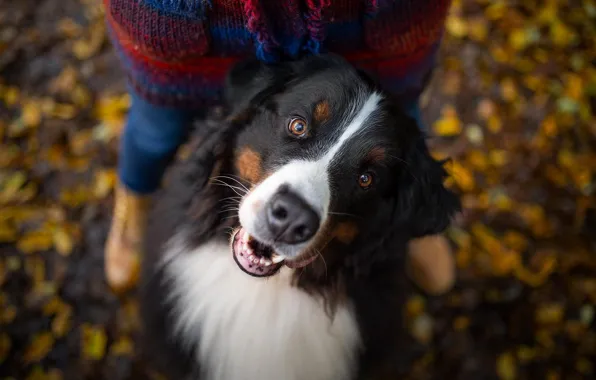 Autumn, face, nature, portrait, dog, walk, mistress, Bernese mountain dog