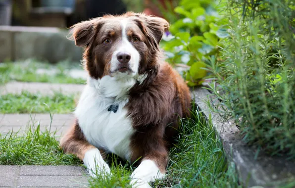 Look, each, dog