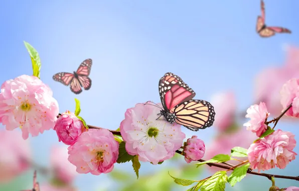Picture butterfly, pink, spring, flowering, sky, blue, pink, blossom