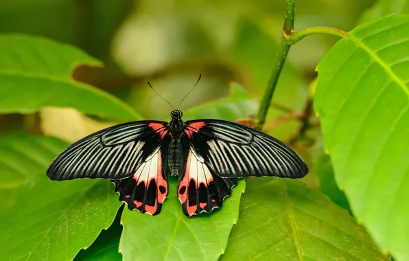 Leaves, microsemi, butterfly, wings, insect, beautiful, closeup