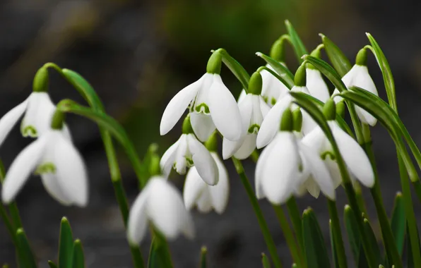 Flowers, snowdrops, a lot