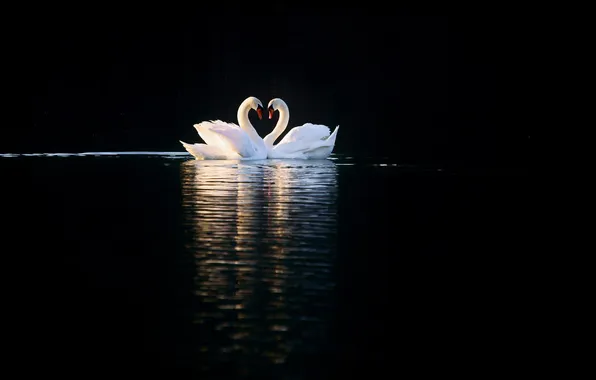 Birds, lake, reflection, white, swans