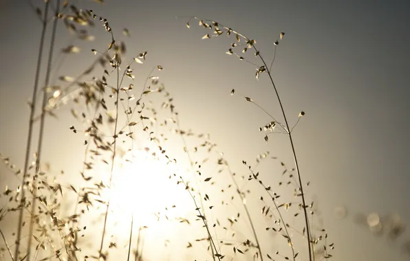 Grass, macro, light