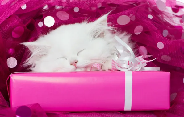 Picture white, gift, sleep, muzzle, kitty, tulle, sleeping kitten, sleep