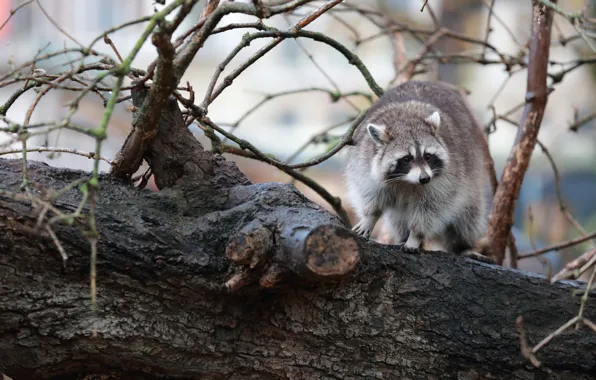 Branches, raccoon, log