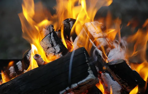 Nature, background, tree, fire, Wallpaper, the fire, wood, different