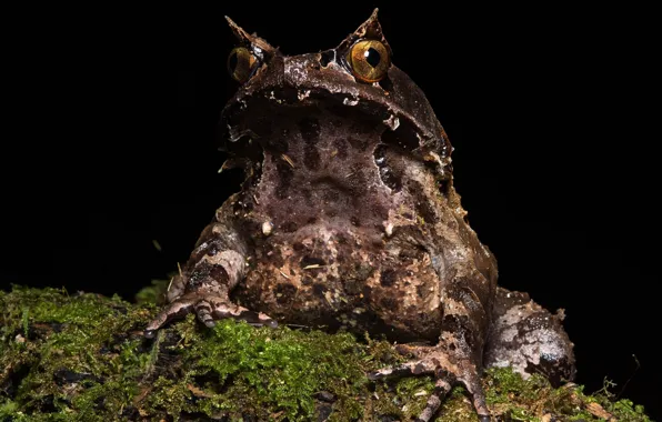 Macro, frog, dampness