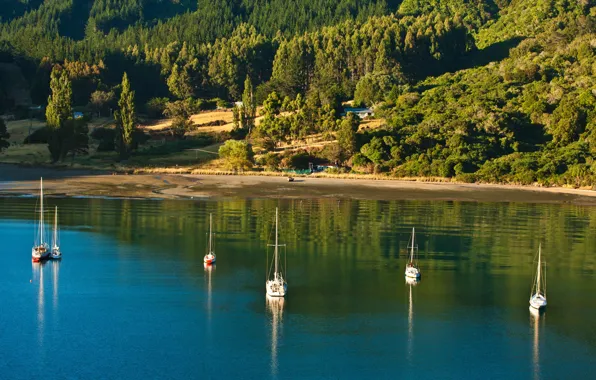 Greens, forest, the sun, trees, Strait, shore, yachts, New Zealand