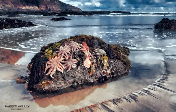 Beach, stones, the ocean, rocks, New Zealand, starfish, North island, Maori Bay