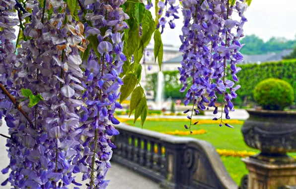 Picture flowers, Park, Wisteria