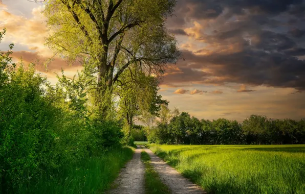 Picture clouds, nature, road, trees, the bushes, field, landscape