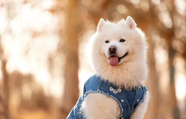 Language, look, light, nature, Park, clothing, portrait, dog