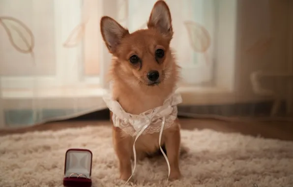 Look, dog, wedding, garter