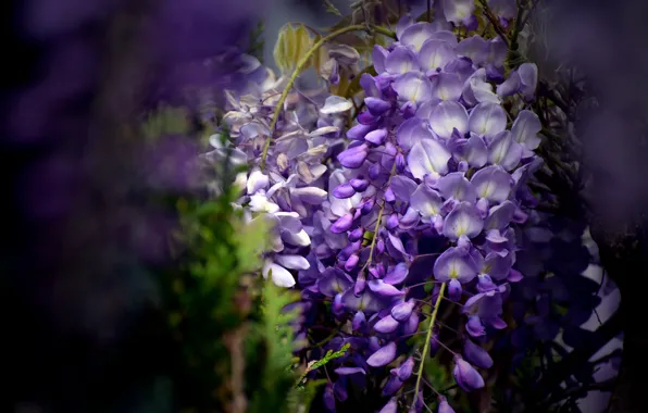 Flowers, the dark background, inflorescence, lilac, bokeh, Liana, Wisteria, Wisteria