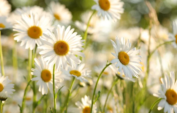 Light, flowers, chamomile, garden, white, bokeh, leucanthemum