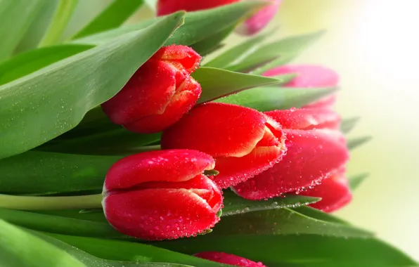 Picture droplets, Rosa, tulips, red