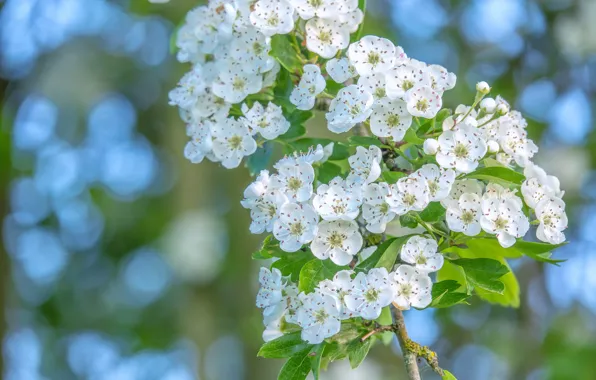 Picture leaves, flowers, branches, spring, white, flowering, bokeh, hawthorn