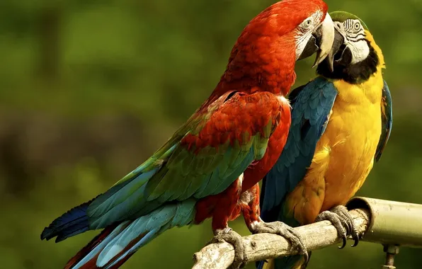 Picture parrots, a couple, Ara