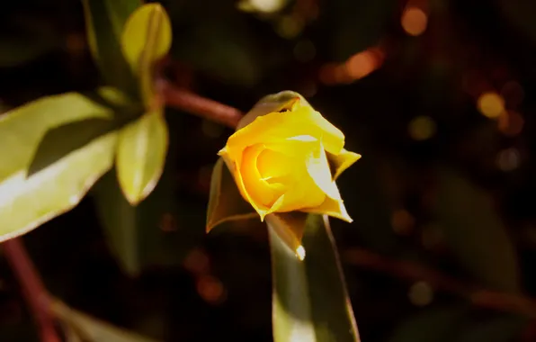 Flower, rose, yellow