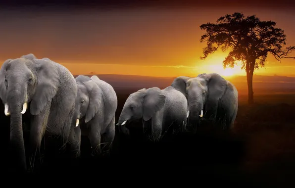 Picture TREE, HORIZON, The SKY, SUNSET, TRUNK, ELEPHANTS, The EVENING, GROUP