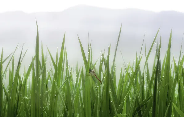 Grass, drops, fog, Rosa, dragonfly