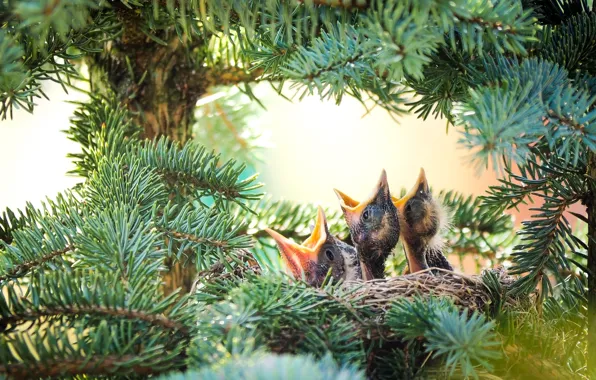Picture spruce, socket, Chicks