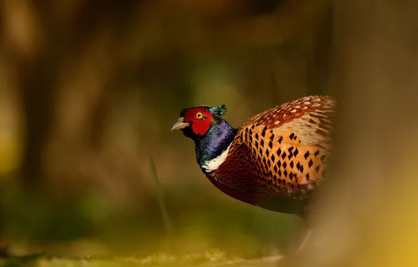 Background, bird, wildlife, blurred, pheasant, bright plumage