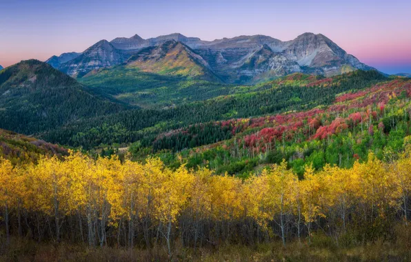 Picture forest, mountains, nature