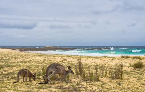 Sea, shore, Australia, kangaroo