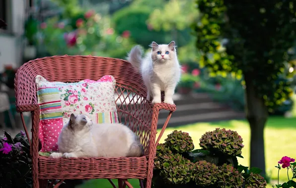Picture cat, summer, flowers, nature, chair, pillow, fluffy, garden