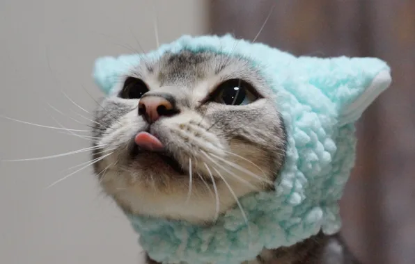 Picture language, cat, mustache, look, cap