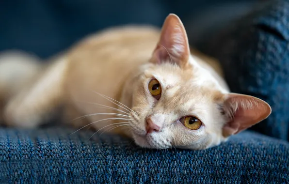Cat, cat, look, sofa, portrait, red, lies, face