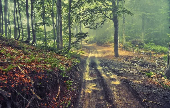 Picture road, forest, trees, fog