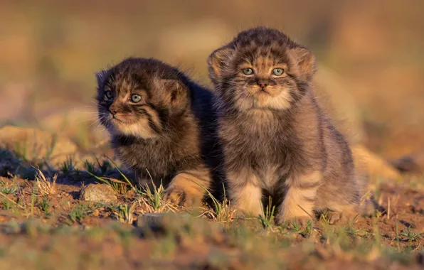 Cats, nature, kittens, kids, wild cats, a couple, two, manul
